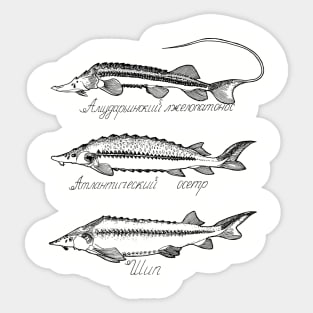 Sturgeon Sticker